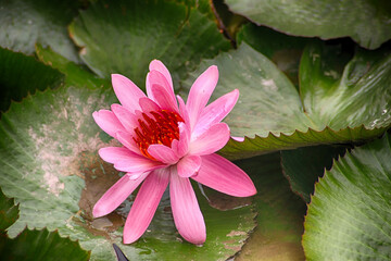 pink water lily