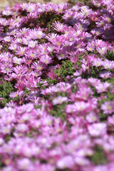 pink flowers background