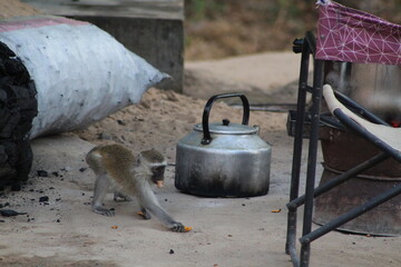 grey velvet monkey eating leftovers
