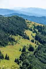 Fototapeta na wymiar Coniferous forest in the summer mountains