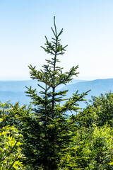 Coniferous forest in the summer mountains