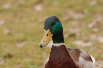 Pato de cuello verde