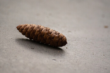 Geschlossener Tannenzapfen auf Tisch