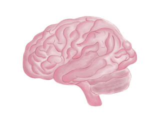 Cartoon Illustration of a Brain for Science Medical Education.