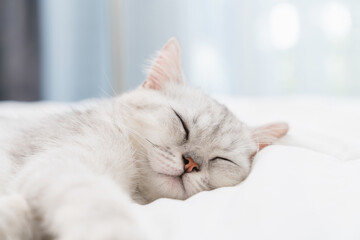 Small Scottish kitten lying down on white bed of relaxing and cozy wellbeing in home.