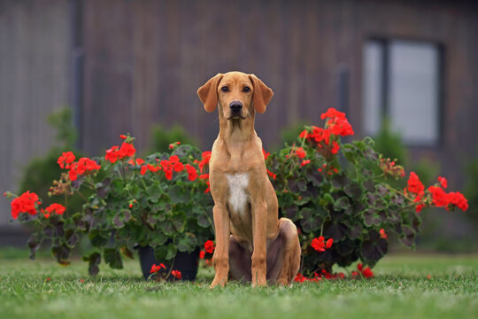 Eurohound hot sale