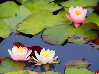 水生植物　ピンク色の睡蓮