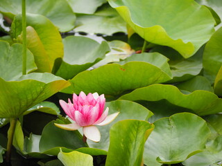 水生植物　ピンク色の睡蓮