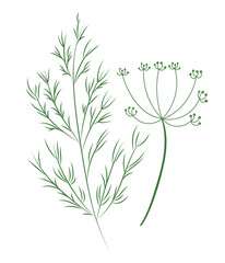 Fototapeta na wymiar Dill plant, hand drawn vector illustration in flat design