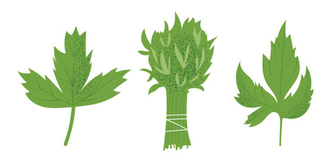 Parsley plant, leaves and bunch, hand drawn vector illustration in flat design
