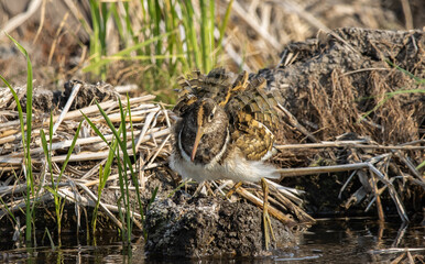 greater painted-snipe on the ground close up shot ( Animal portrait ).