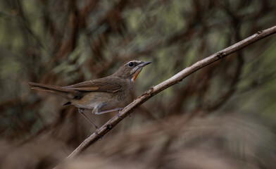Siberian Rubythroat, Red-necked Nightingale on a branch ( Animal portrait )