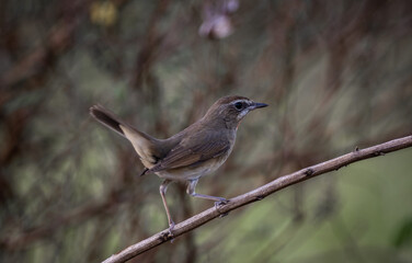 Siberian Rubythroat, Red-necked Nightingale on a branch ( Animal portrait )