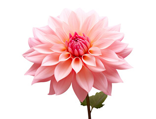 Beautiful and photorealistic, pink flower blossom on transparent background. Bloom, plant. PNG. Close-up view. Cut out element. Generative AI.