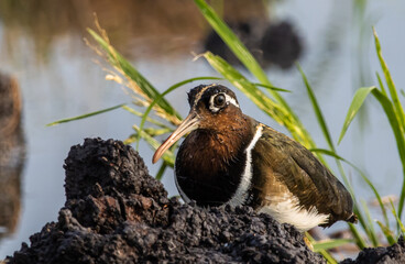 greater painted-snipe on the ground close up shot ( Animal portrait ).