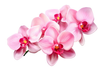 Fototapeta premium Beautiful and photorealistic, pink flower blossom on transparent background. Bloom, plant. PNG. Close-up view. Cut out element. Generative AI.