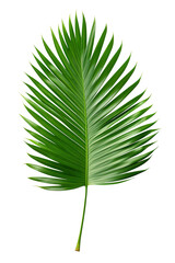 Beautiful and photorealistic palm leaf on transparent background. Close-up view. Part of plant. Cut out graphic design element as PNG. Generative AI.