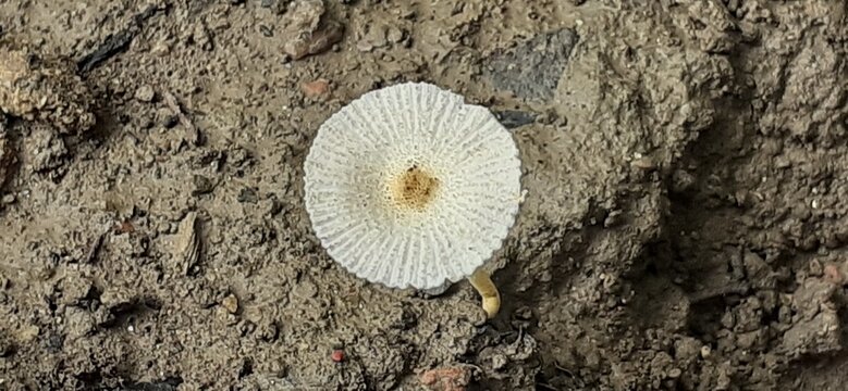 Fragile Dapperling Mushroom Growing in Ground Soil