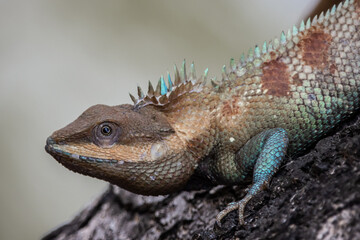 Siamese blue crested lizard on tree close up shot.