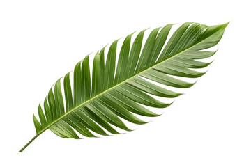 Beautiful and photorealistic palm leaf on transparent background. Close-up view. Part of plant. Cut out graphic design element as PNG. Generative AI.