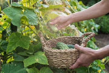 Farmer harvests a fresh crop of cucumbers in a basket. Fresh picked vegetables