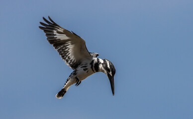 Pied Kingfisher bird in flight.