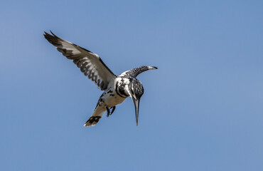 Pied Kingfisher bird in flight.