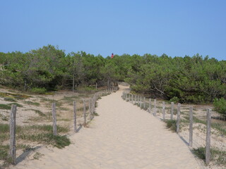 Fototapeta na wymiar A small sand path goes through the sand dunes. June 2023, Cap Ferret, France.