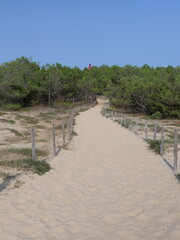 A small sand path goes through the sand dunes. June 2023, Cap Ferret, France.