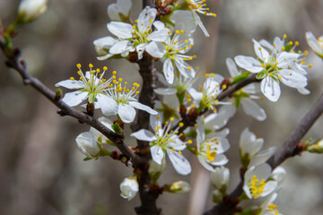 Blackthorn prunus spinosa sloe plant shrub white flower bloom blossom detail spring wild fruit
