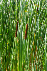 Reed mace plant also known as cat - tail, bulrush, swamp sausage, punks, typha angustifolia