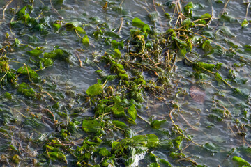 The shore of the lake is strewn with leaves. Autumn scenery at a lake in central europe. Season early autumn