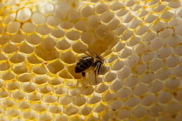Beautiful honeycomb with bees close-up. A swarm of bees crawls through the combs collecting honey....