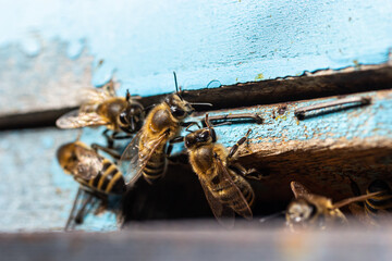 Group of bees near a beehive, in flight. Wooden beehive and bees. Bees fly out and fly into the round entrance of a wooden vintage beehive in an apiary close up view