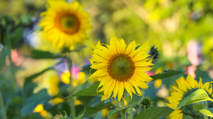 Sunflower flower amidst sunflower plantation.