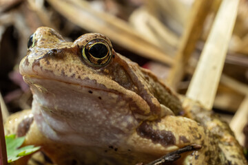 Natural closeup on a common European brown frog, Rana temporaria