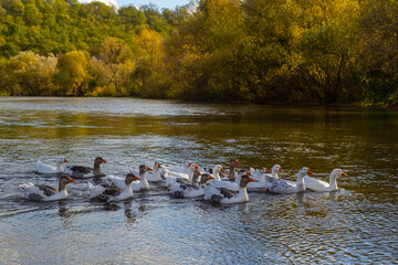 Domestic geese swim in the water. A flock of white beautiful geese in the river