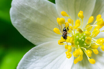 close up photo of hylaeus or bee on the White flower with green leaves in the garden