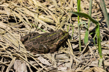 Frog Rana ridibunda pelophylax ridibundus sits on stones on the shore of garden pond. Blurred background. Selective focus. Spring landscaped garden. Natural habitat. Nature concept for design