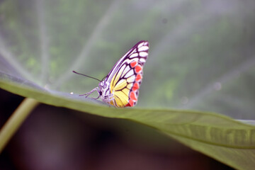 A butterfly is sitting on a leaf