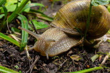 Helix pomatia also Roman snail, Burgundy snail, edible snail or escargot, is a species of large, edible, air-breathing land snail, a terrestrial pulmonate gastropod mollusk in the family Helicidae