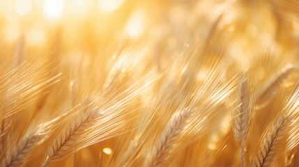 Golden Waves of Wheat Background - A Luminous Field Bathed in Fairy Light Backdrop - Wheat Nature Wallpaper created with Generative AI Technology
