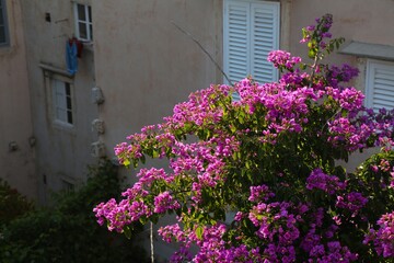 Fototapeta na wymiar Bougainvillea flowers in Dubrovnik