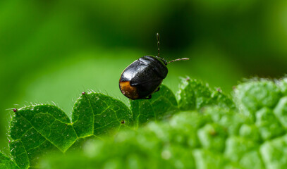 Bordered shieldbug Legnotus limbosus on nettle. Small black and white true bug in the family Cydnidae, seen head on showing white edges of corium