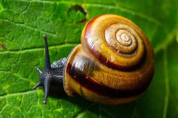 Oxychilus alliarius , commonly known as the garlic snail or garlic glass-snail