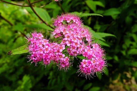 fleure