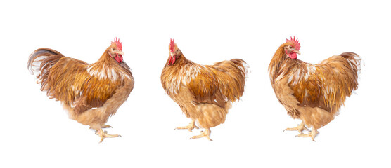 Set Pure breed of beautiful chicken. Buff Orpington rooster golden isolated on white background.