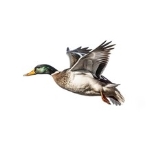 Obraz premium A majestic duck soaring through the sky with wings gracefully outstretched created with Generative AI technology