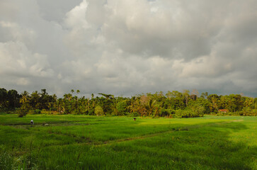 "Sri Lanka's serene charm: A captivating view of rice fields embraced by lush forests, a harmonious blend of nature's beauty.