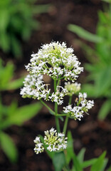 Macro image of a Valerian bloom, Derbyshire England
